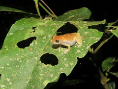 Dendropsophus koechlini