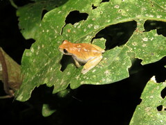 Dendropsophus koechlini