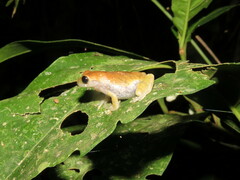 Dendropsophus koechlini