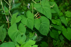 Ipomoea cholulensis