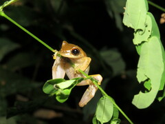 Dendropsophus koechlini