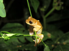 Dendropsophus koechlini