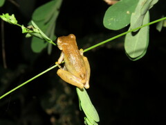 Dendropsophus koechlini