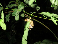 Dendropsophus koechlini