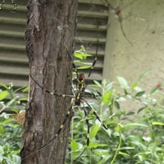 Trichonephila clavata