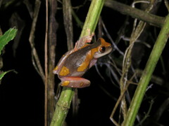 Dendropsophus arndti
