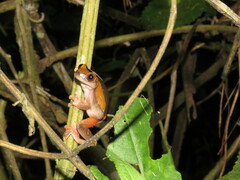 Dendropsophus arndti