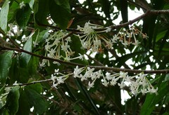 Phaleria clerodendron