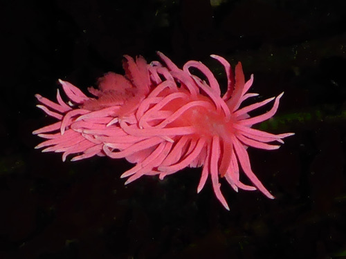 Hopkins' Rose Nudibranch, Pillar Point, photo 8 of 10