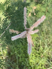 Mimosa benthamii
