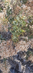 Spinoliva ilicifolia