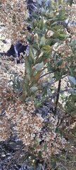 Spinoliva ilicifolia