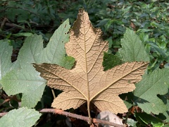 Rubus reflexus hui