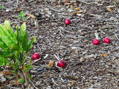 Phaleria clerodendron