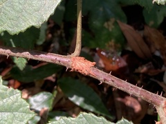 Rubus reflexus hui
