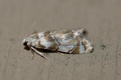 Eoparargyractis plevie