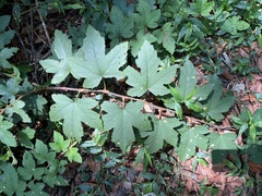 Rubus reflexus hui