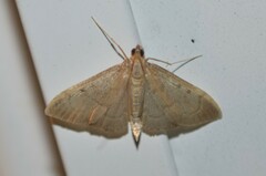 Anania mysippusalis