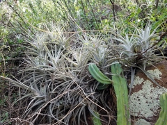 Tillandsia albida