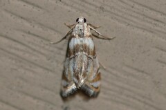 Eoparargyractis plevie