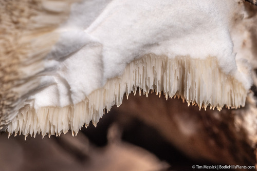 Spongiporus leucospongia