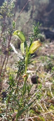 Pterostylis viriosa