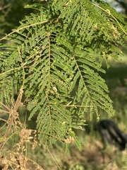 Mimosa benthamii