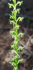 Platanthera elongata