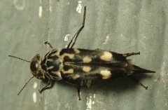 Hoshihananomia octopunctata