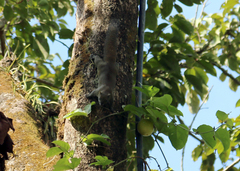 Callosciurus pygerythrus
