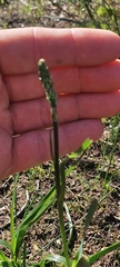 Caesia calliantha