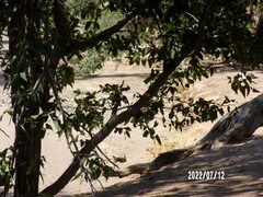 Lanioturdus torquatus