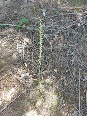 Platanthera elongata