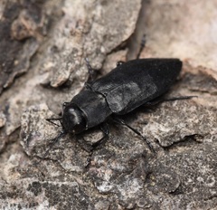 Melanophila acuminata