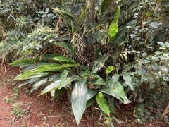 Alpinia formosana
