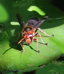 Vespa basalis