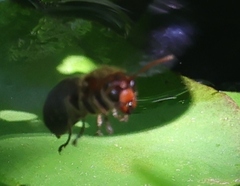 Vespa basalis