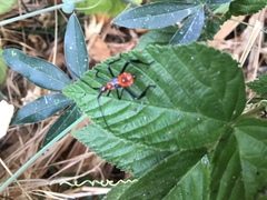 Leptoglossus zonatus