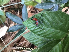 Leptoglossus zonatus