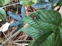 Leptoglossus zonatus