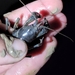 Meadow River Mudbug - Photo (c) Jimmy A. Hartley, some rights reserved (CC BY-NC), uploaded by Jimmy A. Hartley