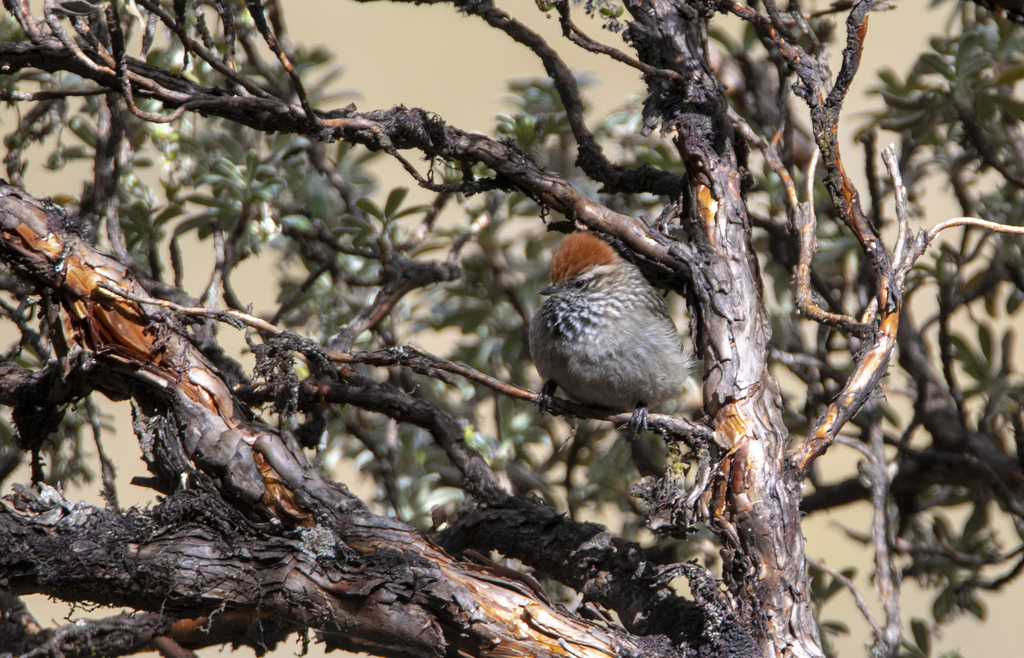 White-browed Tit-Spinetail