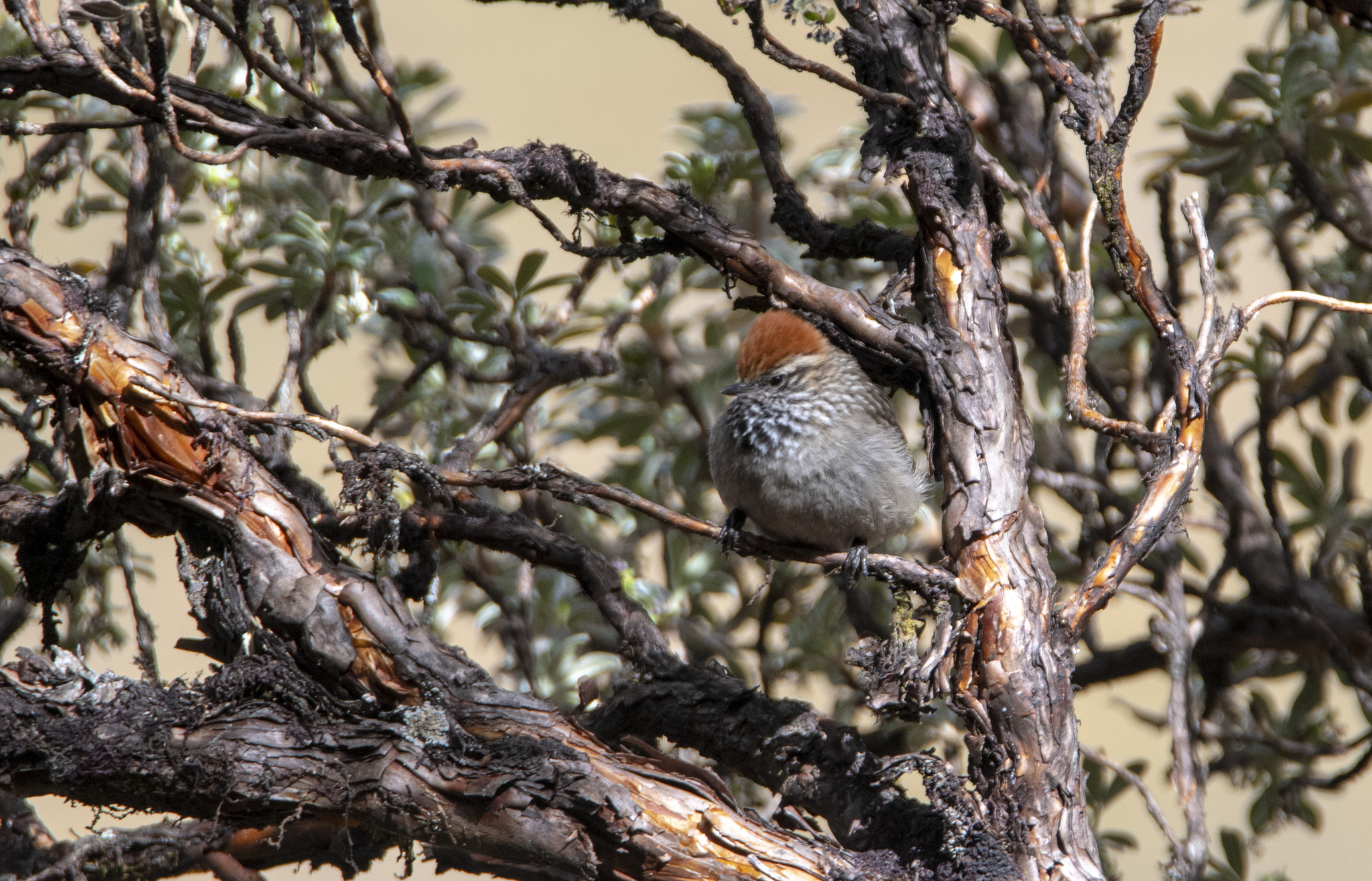 White-browed Tit-Spinetail (Leptasthenura xenothorax), photo 5