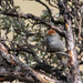 White-browed Tit-Spinetail - Photo (c) David F. Belmonte, some rights reserved (CC BY-NC), uploaded by David F. Belmonte
