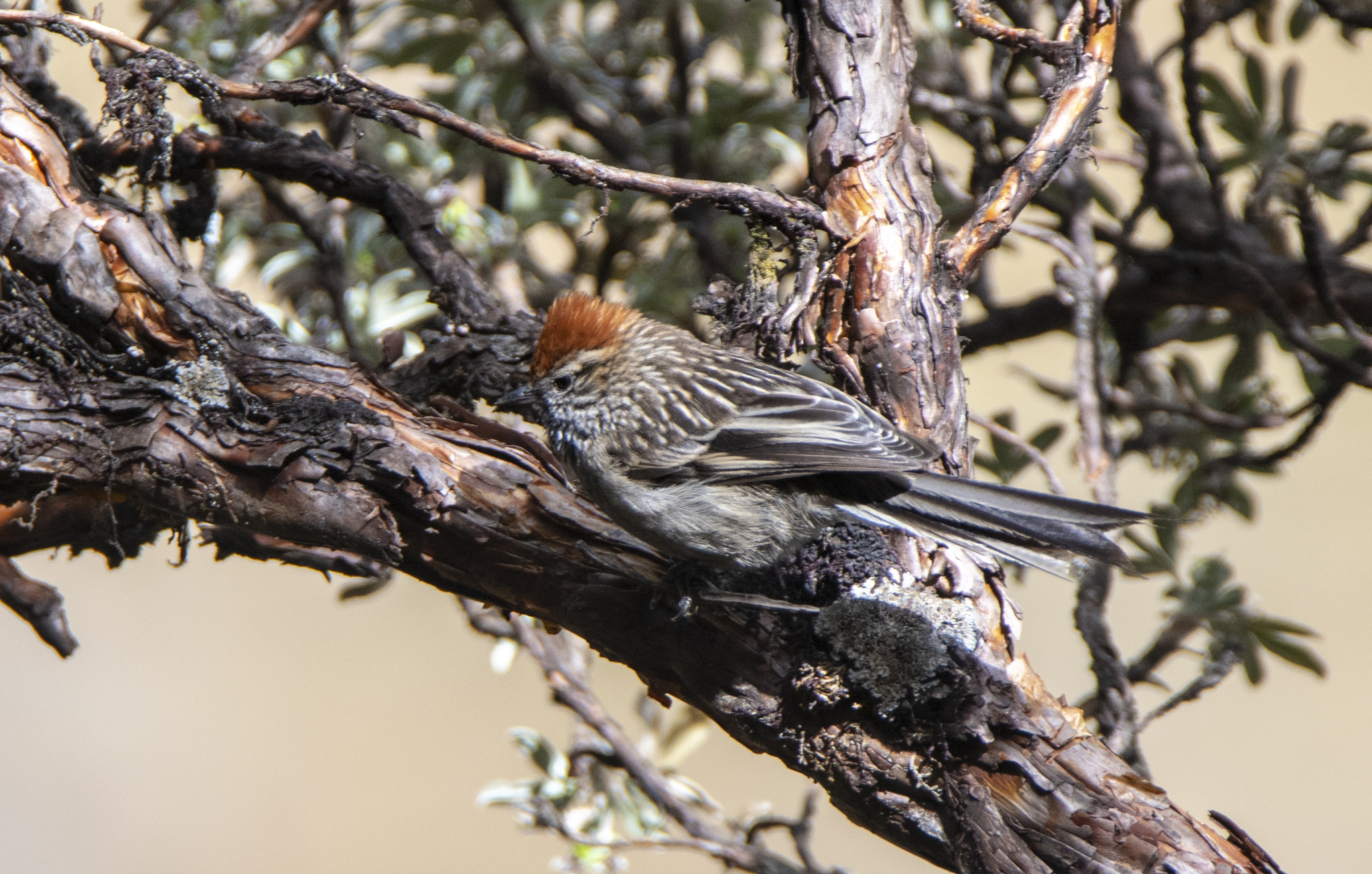 White-browed Tit-Spinetail (Leptasthenura xenothorax), photo 6