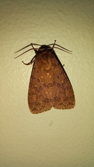 Olepa ricini