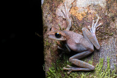 Osteocephalus planiceps