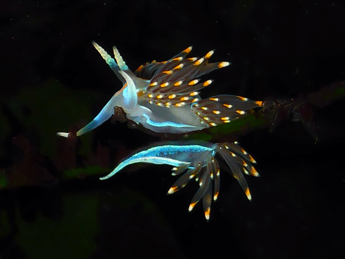 Opalescent Nudibranch