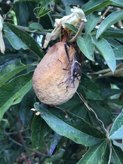 Leptoglossus zonatus