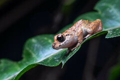 Pristimantis cremnobates